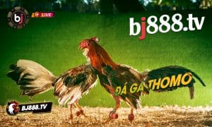 DA-GA-THOMO-BJ88---BJ88---BJ88