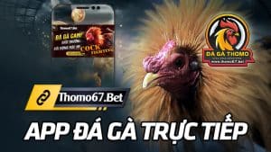app-Đá-Gà-thomo67---Đá-Gà-trực-Tiếp-THOMO67.BET