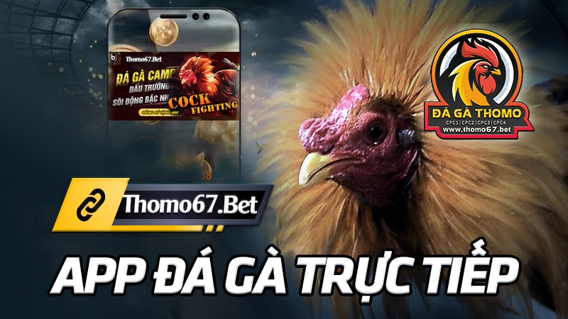 app-Đá-Gà-thomo67---Đá-Gà-trực-Tiếp-THOMO67.BET