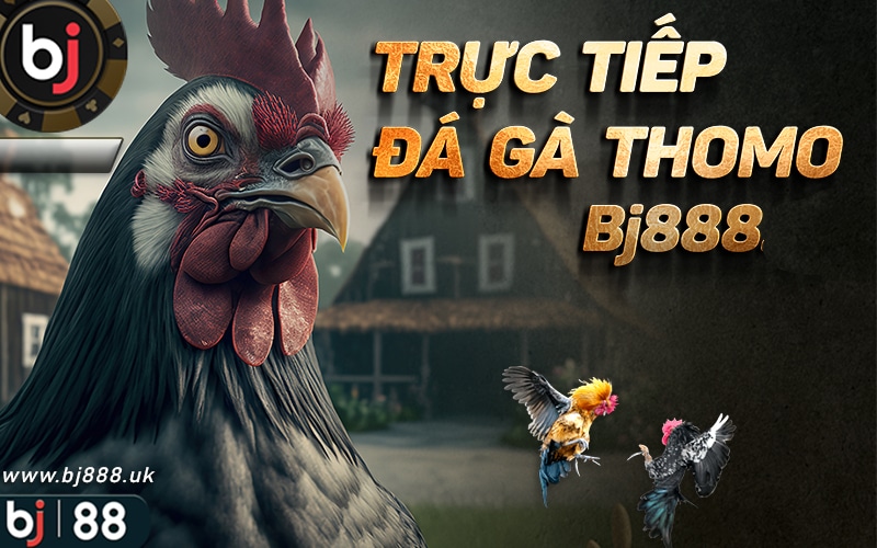 THOMO67 - KÊNH ĐÁ GÀ THOMO tại THOMO888