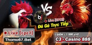 ĐÁ GÀ TRỰC TIẾP [CPC1] Đá Gà Thomo Hôm nay 02.12.2023