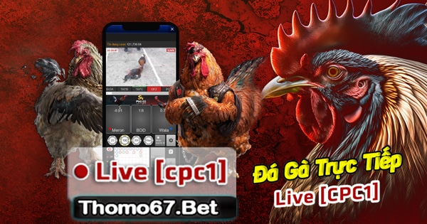 ĐÁ GÀ TRỰC TIẾP [CPC1] Đá Gà Thomo Hôm nay 02.12.2023