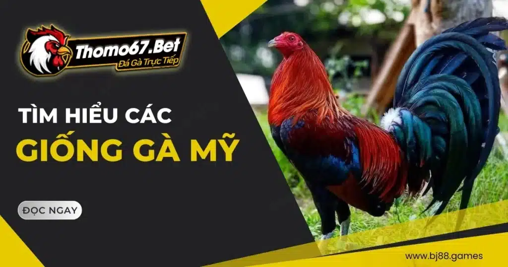 Thomo67 – Đá Gà Thomo