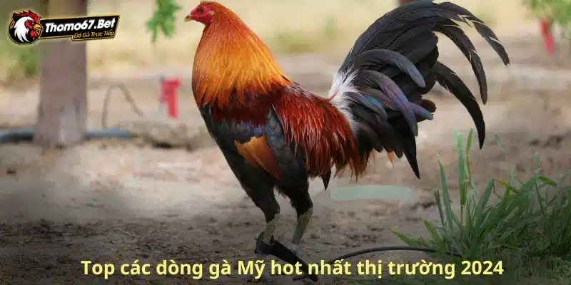 cac giong ga my 2024