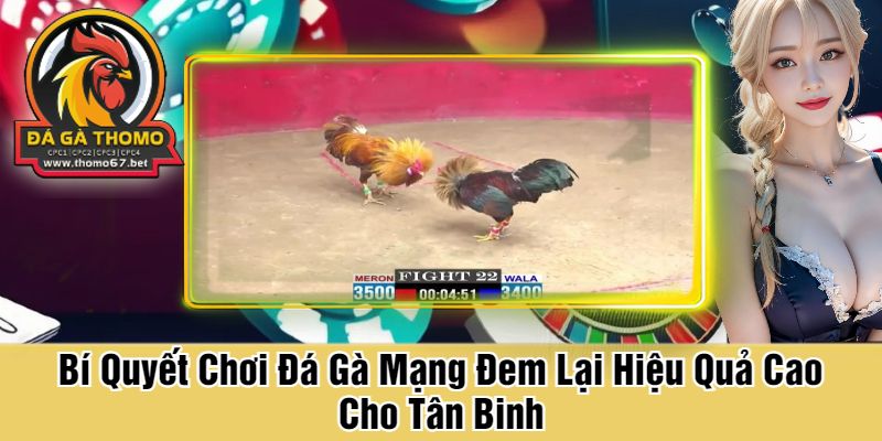 Bí Quyết Chơi Đá Gà Mạng Đem Lại Hiệu Quả Cao Cho Tân Binh