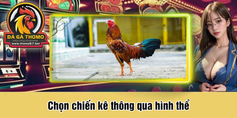 Chọn chiến kê thông qua hình thể