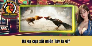 Đá gà cựa sắt miền Tây là gì