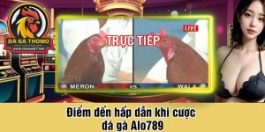 Điểm đến hấp dẫn khi cược đá gà Alo789