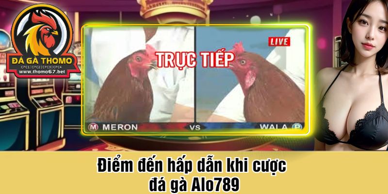 Điểm đến hấp dẫn khi cược đá gà Alo789