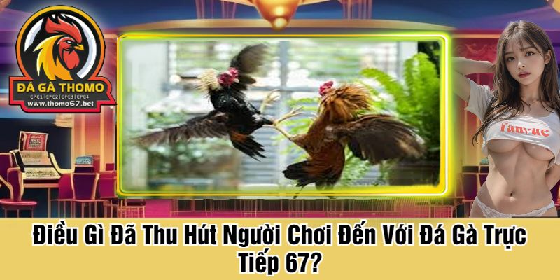 Điều Gì Đã Thu Hút Người Chơi Đến Với Đá Gà Trực Tiếp 67?