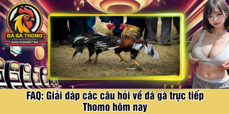 FAQ: Giải đáp các câu hỏi về đá gà trực tiếp Thomo hôm nay