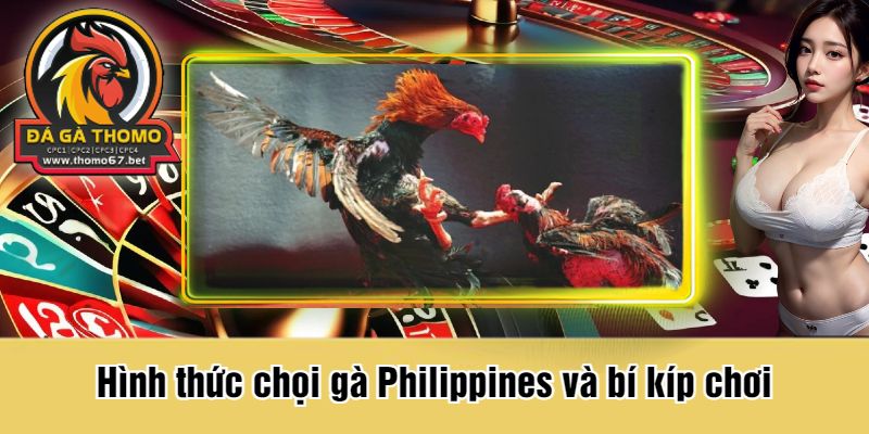 Hình thức chọi gà Philippines và bí kíp chơi
