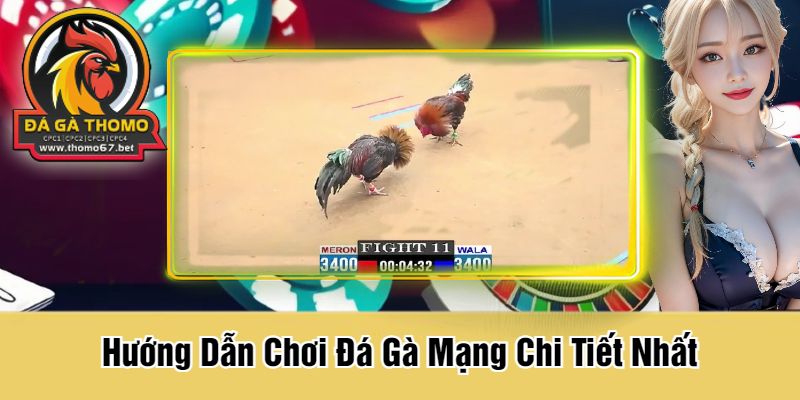 Hướng Dẫn Chơi Đá Gà Mạng Chi Tiết Nhất