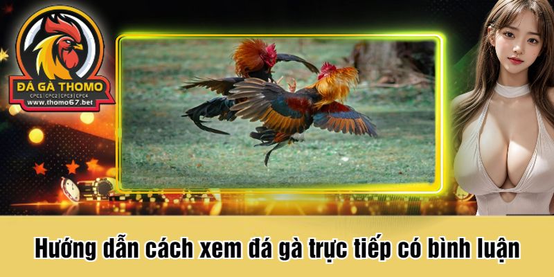 Hướng dẫn cách xem đá gà trực tiếp có bình luận