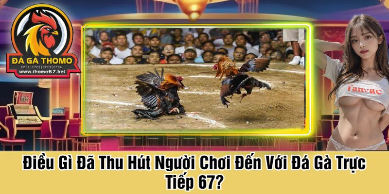 Khám Phá Luật Lệ Thi Đấu Tại Mỗi Trận Đá Gà Trực Tiếp 67