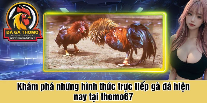 Khám phá những hình thức trực tiếp gà đá hiện nay tại thomo67