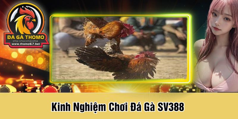 Kinh Nghiệm Chơi Đá Gà SV388