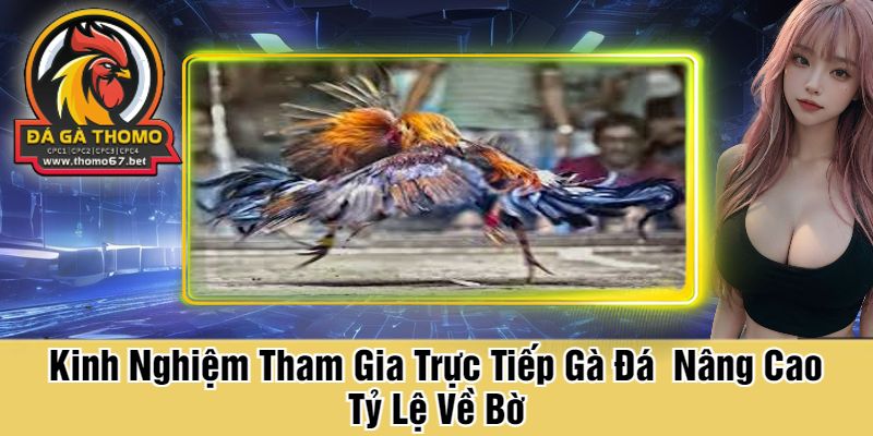 Kinh Nghiệm Tham Gia Trực Tiếp Gà Đá  Nâng Cao Tỷ Lệ Về Bờ