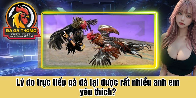 Lý do trực tiếp gà đá lại được rất nhiều anh em yêu thích?