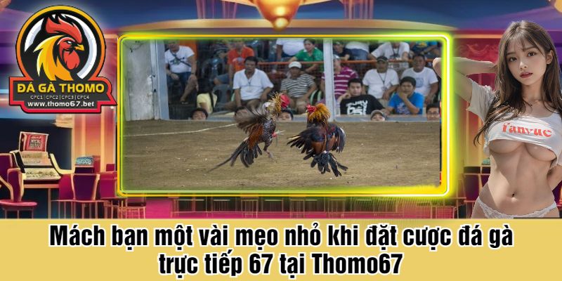 Mách bạn một vài mẹo nhỏ khi đặt cược đá gà trực tiếp 67 tại Thomo67