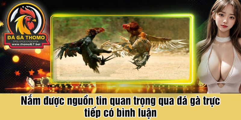 Nắm được nguồn tin quan trọng qua đá gà trực tiếp có bình luận