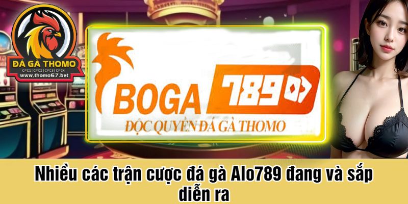 Nhiều các trận cược đá gà Alo789 đang và sắp diễn ra