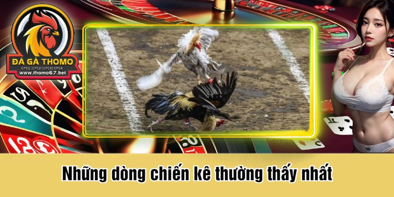 Những dòng chiến kê thường thấy nhất