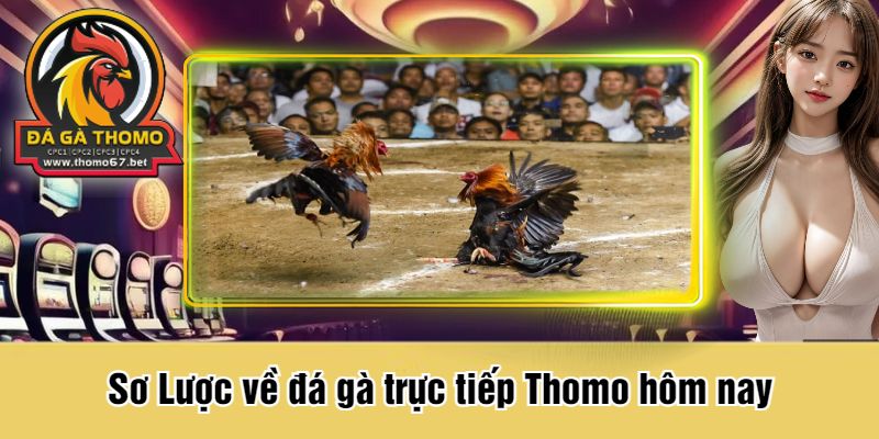 Sơ Lược về đá gà trực tiếp Thomo hôm nay