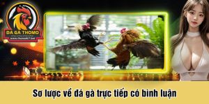 Sơ lược về đá gà trực tiếp có bình luận