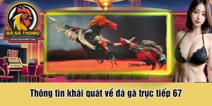 Thông tin khái quát về đá gà trực tiếp 67