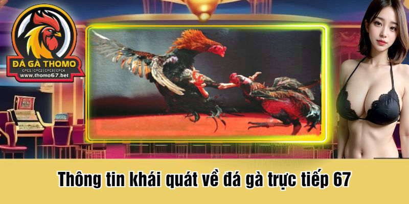Thông tin khái quát về đá gà trực tiếp 67
