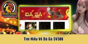 Tìm Hiểu Về Đá Gà SV388