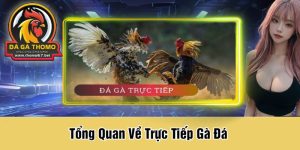 Tổng Quan Về Trực Tiếp Gà Đá 