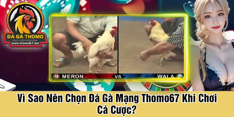 Vì Sao Nên Chọn Đá Gà Mạng Thomo67 Khi Chơi Cá Cược